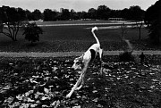 England (dog)