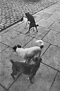 Dogs