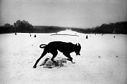 black dog
